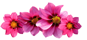 dahlias 2580236 6410